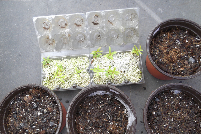 bonsai from seed